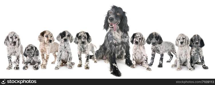 english setters in front of white background