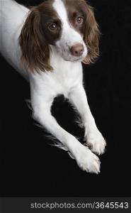 English Springer Spaniel, elevated view