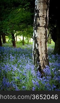 English wood with Bluebells