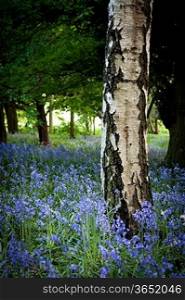 English wood with Bluebells
