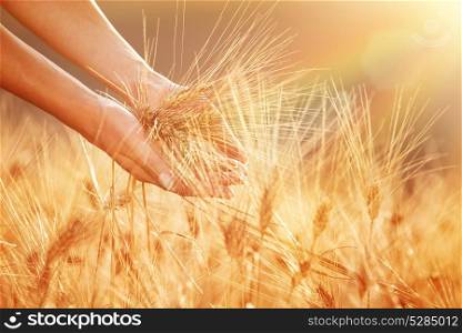 Enjoying golden wheat field, woman&rsquo;s hands touching ripe grain stem in beautiful sunset light, autumnal harvest season