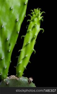 Enlarge Cactus germination, Macro shot close up