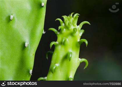 Enlarge Cactus germination, Macro shot close up