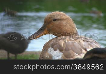 Ente am Ufer eines Sees