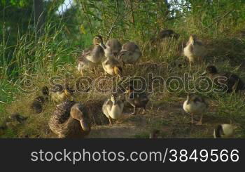 Enten mit Jungtieren auf einer Wiese