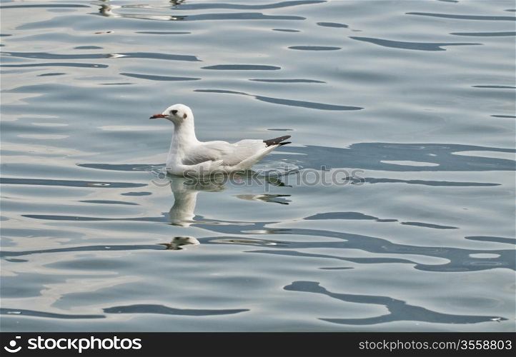 Entire view of a white duck in the water