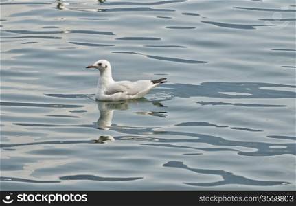 Entire view of a white duck in the water