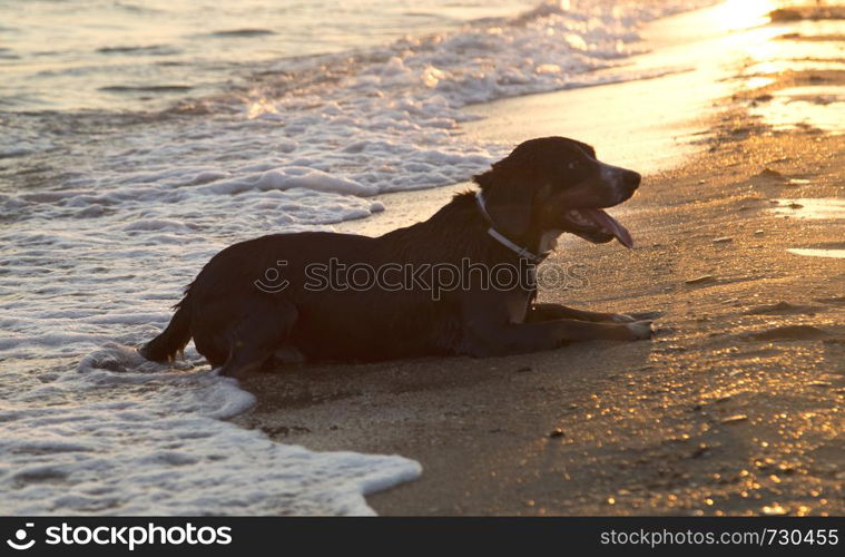 Entlebucher mountain dog on the sea beach relaxing after swimming at sunset.