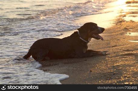 Entlebucher mountain dog on the sea beach relaxing after swimming at sunset.