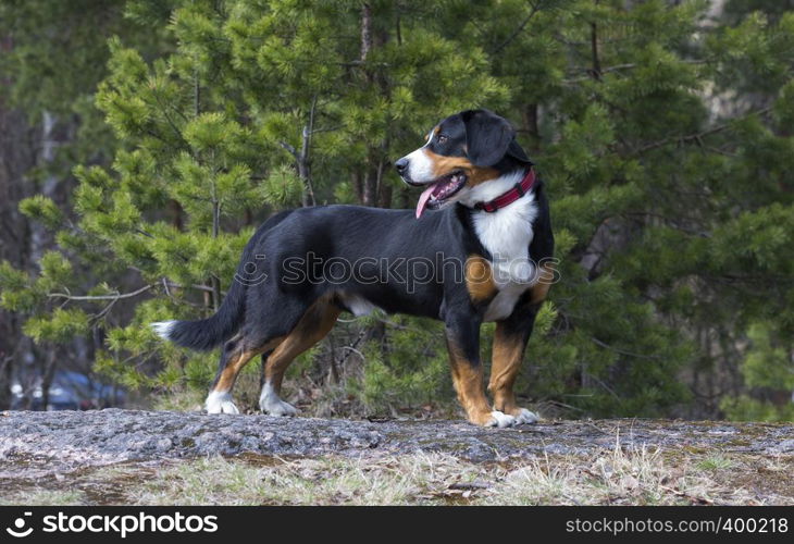 Entlebucher Sennenhund or Entlebucher Mountain Dog in the spring pine trees forest