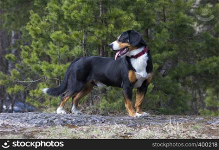 Entlebucher Sennenhund or Entlebucher Mountain Dog in the spring pine trees forest