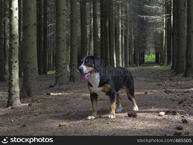 Entlebucher Sennenhund or Entlebucher Mountain Dog in the spruce forest in summer.
