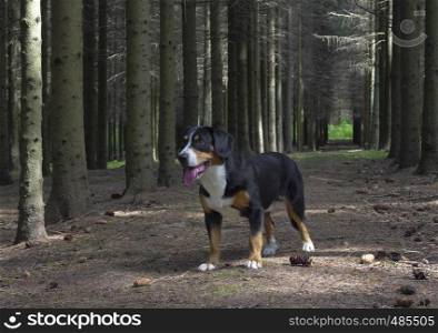 Entlebucher Sennenhund or Entlebucher Mountain Dog in the spruce forest in summer.