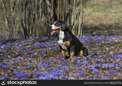 Entlebucher Sennenhund or Entlebucher Mountain Dog sits on a solar glade of blue flowers