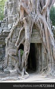 Entrance and roots, Angkor, Cambodia