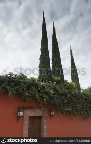 Entrance door and rooftop plants of a house, Zona Centro, San Miguel de Allende, Guanajuato, Mexico