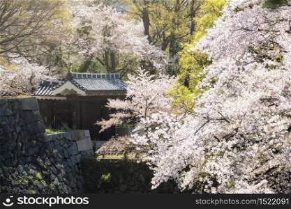 Entrance of Nagoya castle gate with white cherry blossom or sakura full bloom in spring season, Aichi, Japan. Famous travel landmark in Chubu.