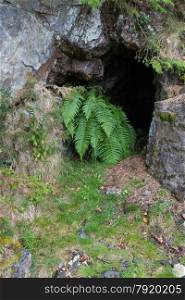 Entrance to Hafna Mine, Hafna Lead Mine, Gwydir Forest, Snowdonia National Park, Conwy, Wales, United Kingdom.