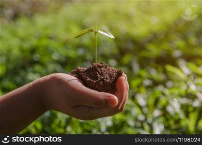 environment Earth Day In the hands of trees growing seedlings. Bokeh green Background kid hand holding tree on nature field grass Forest conservation concept