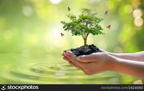 environment Earth Day In the hands of trees growing seedlings. Bokeh green Background Female hand holding tree on nature field grass Forest conservation concept