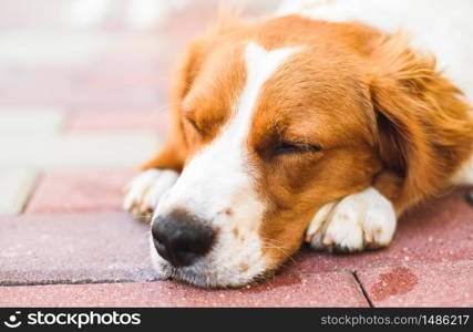 Epagneul Breton, Brittany Spanie resting in shade on cool bricked sidewalk next to a house. Copy space. Epagneul Breton, Brittany Spanie closeup, resting in shade on cool bricked sidewalk next to a house.