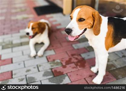 Epagneul Breton, Brittany Spaniel and Beagle dog. Two hounds resting in shade on cool bricked sidewalk next to a house. Canine background. Epagneul Breton, Brittany Spaniel and Beagle dog. Two hounds resting in shade on cool bricked sidewalk next to a house.