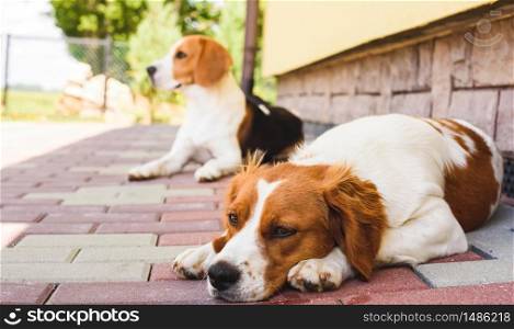 Epagneul Breton, Brittany Spaniel and Beagle dog. Two hounds resting in shade on cool bricked sidewalk next to a house. Canine background. Epagneul Breton, Brittany Spaniel and Beagle dog. Two hounds resting in shade on cool bricked sidewalk next to a house.