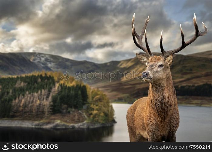 Epic Autumn Fall landscape of Hawes Water with red deer stag Cervus Elpahus in foreground