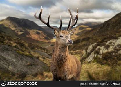 Epic Autumn Fall landscape of red deer stag in front of mountain landscape in background