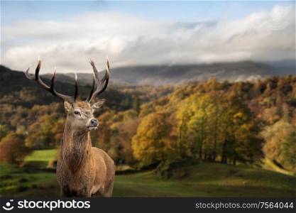 Epic Autumn Fall landscape of woodland in with majestic red deer stag Cervus Elaphus in foreground