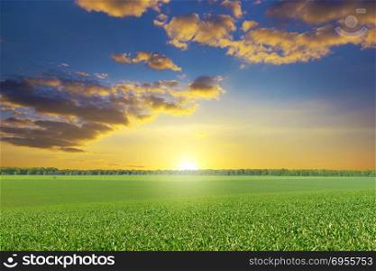 Epic bright dawn over corn field. Copy space