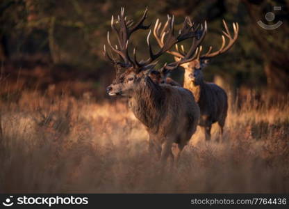 Epic image of herd of red deer stags Cervus Elaphus in glowing golden dawn sunlight in forest landscape scene with stunning light