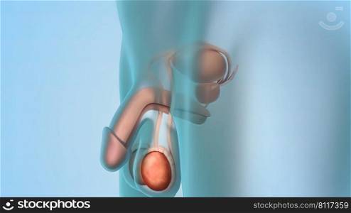 Epididymis, a highly convoluted duct behind the testis, along which sperm passes to the vas deferens. 3D illustration. illustration of male reproductive system