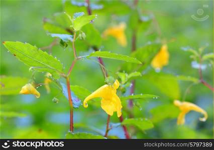 Epimediums yellow flowers in garden