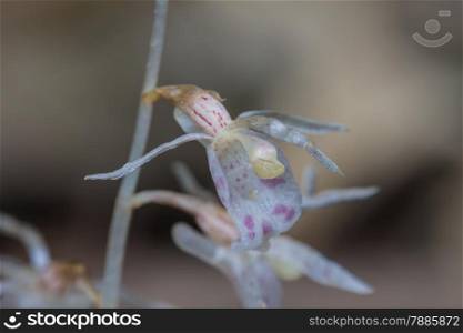 Epipogium roseum (D. Don) Rare species wild orchids in forest of Thailand, This was shoot in the wild nature