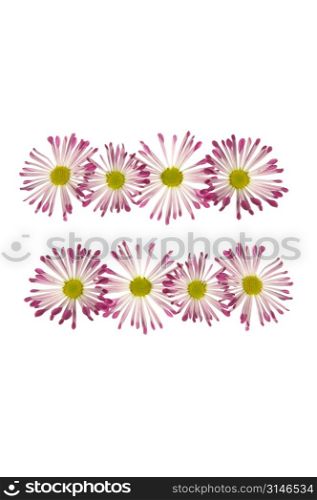 Equals Sign Made Of Pink And White Daisies