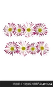Equals Sign Made Of Pink And White Daisies