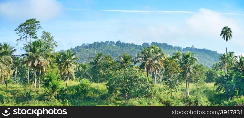 Equatorial forest near the river