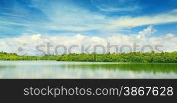 Equatorial mangroves in the lake