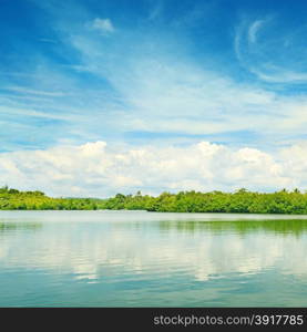 Equatorial mangroves in the lake