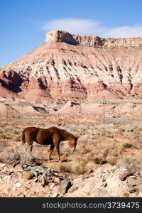 Equestrian livestock grazes here in the southwestern united states