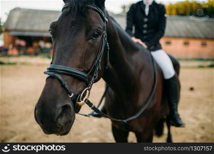 Equestrian sport, female rider on horseback. Brown stallion, leisure with animal, riding on horse