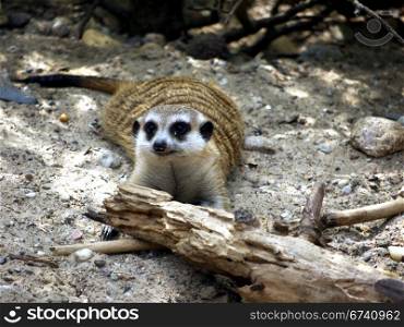 Erdmaennchen liegend. Meerkat lying on sandy soil with tree trunk