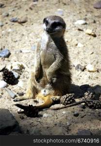 Erdmaennchen stehend. Meerkat upright on a sandy soil
