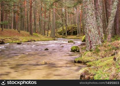 Eresma River, Scot Pine Forest, Guadarrama National Park, Segovia, Castile and Leon, Spain, Europe