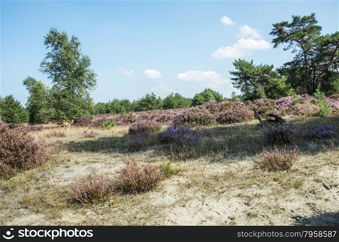 erica heather field in holland near Kootwijk Hooge Veluwe