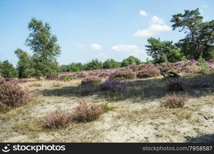 erica heather field in holland near Kootwijk Hooge Veluwe