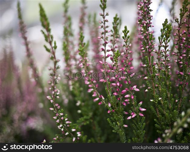 Erica. Heather in different colors in the summer