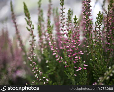 Erica. Heather in different colors in the summer