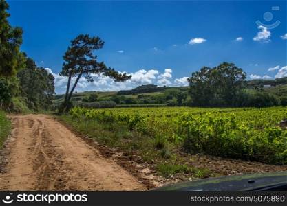 Ericeira Portugal. 18 May 2017.View of Sao Lourenco agriculture fields in late afternoon.Sao Lourenco beach its about 4 km of Ericeira Village. Ericeira, Portugal. photography by Ricardo Rocha.